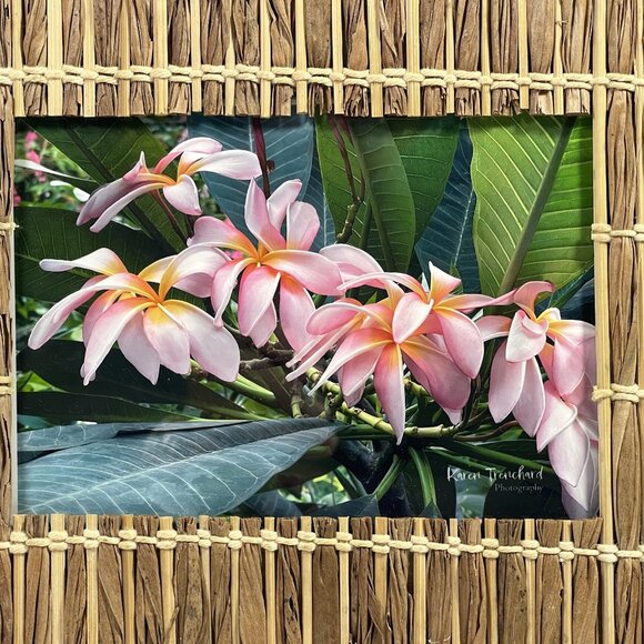 Fine Art Original PINK PLUMERIA Photo Bamboo Frame Signed COA - Picture 1 of 5